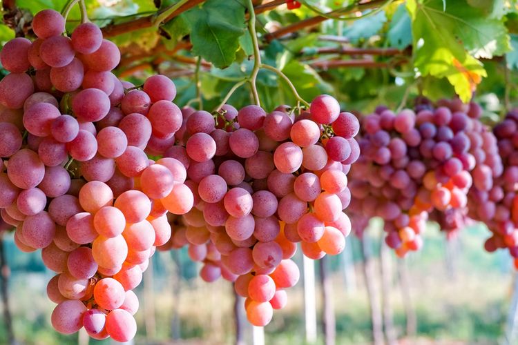 benefits of grapes for body health