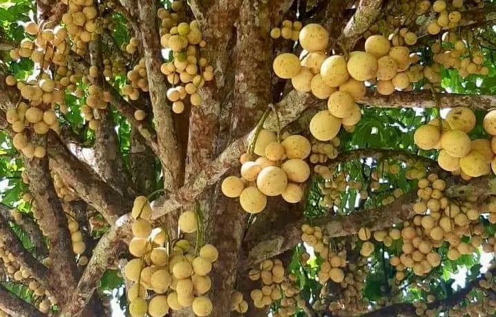 the benefits of duku fruit for our body's health