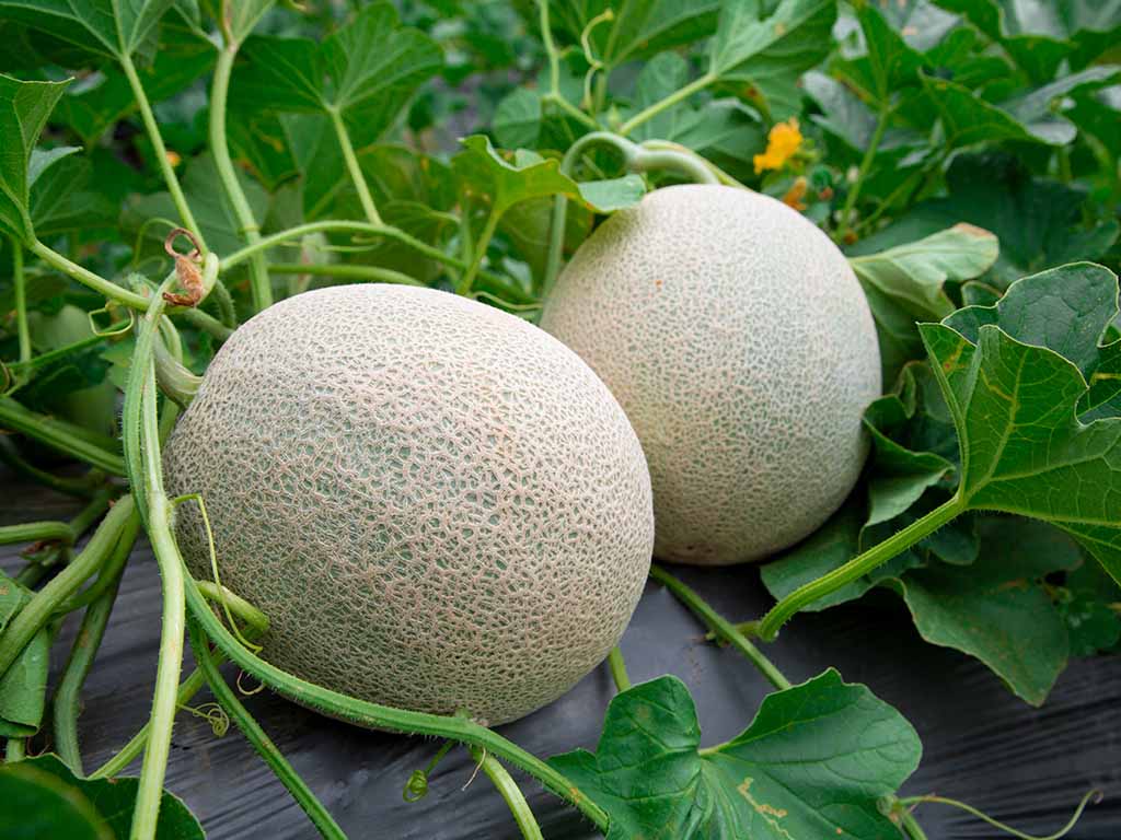 Benefits of Melons for Body Health