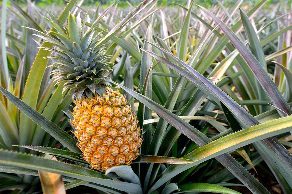 benefits of pineapple for body health