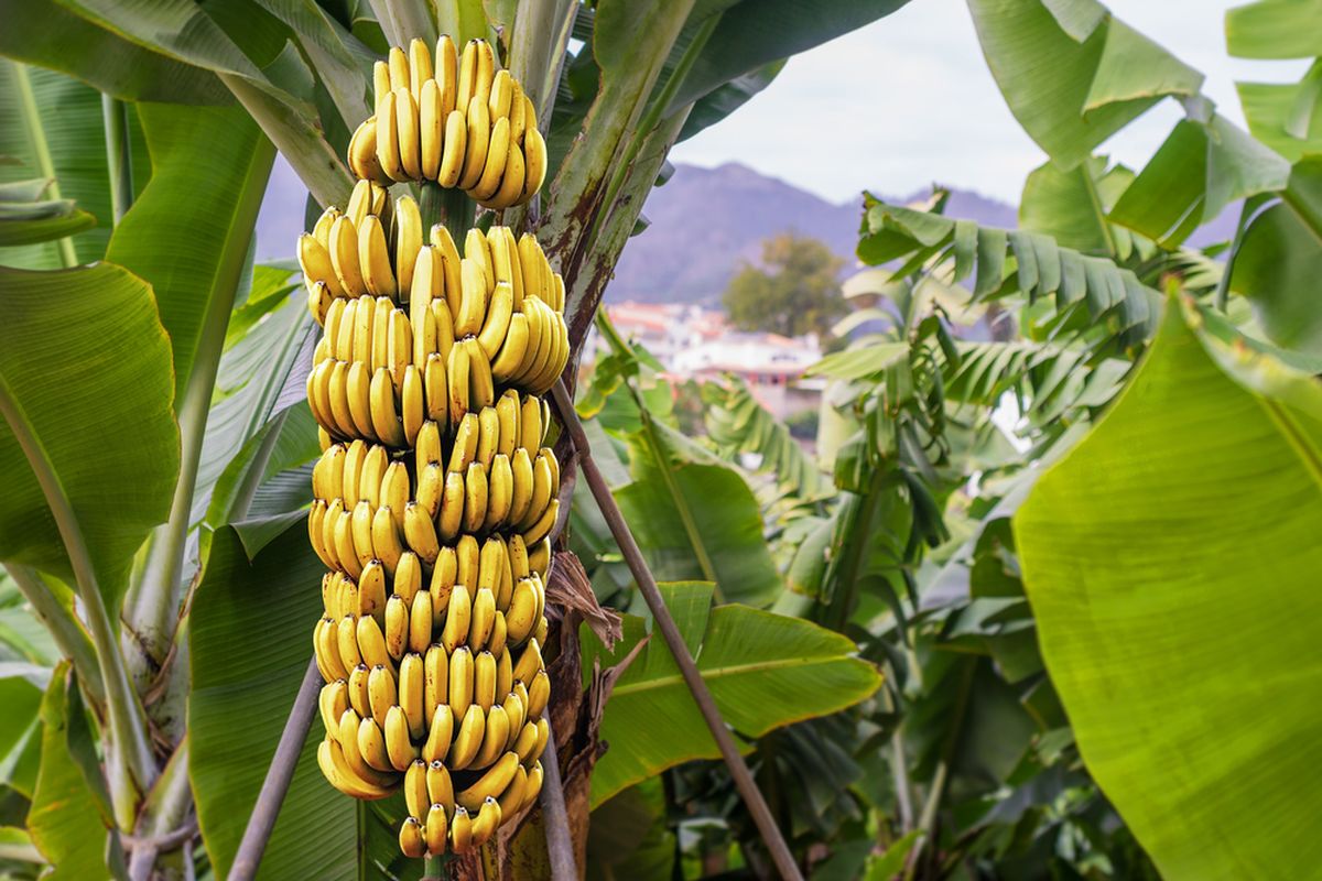 Benefits of consuming bananas every day