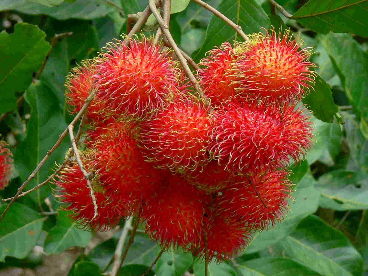 Benefits of rambutan fruit for body health