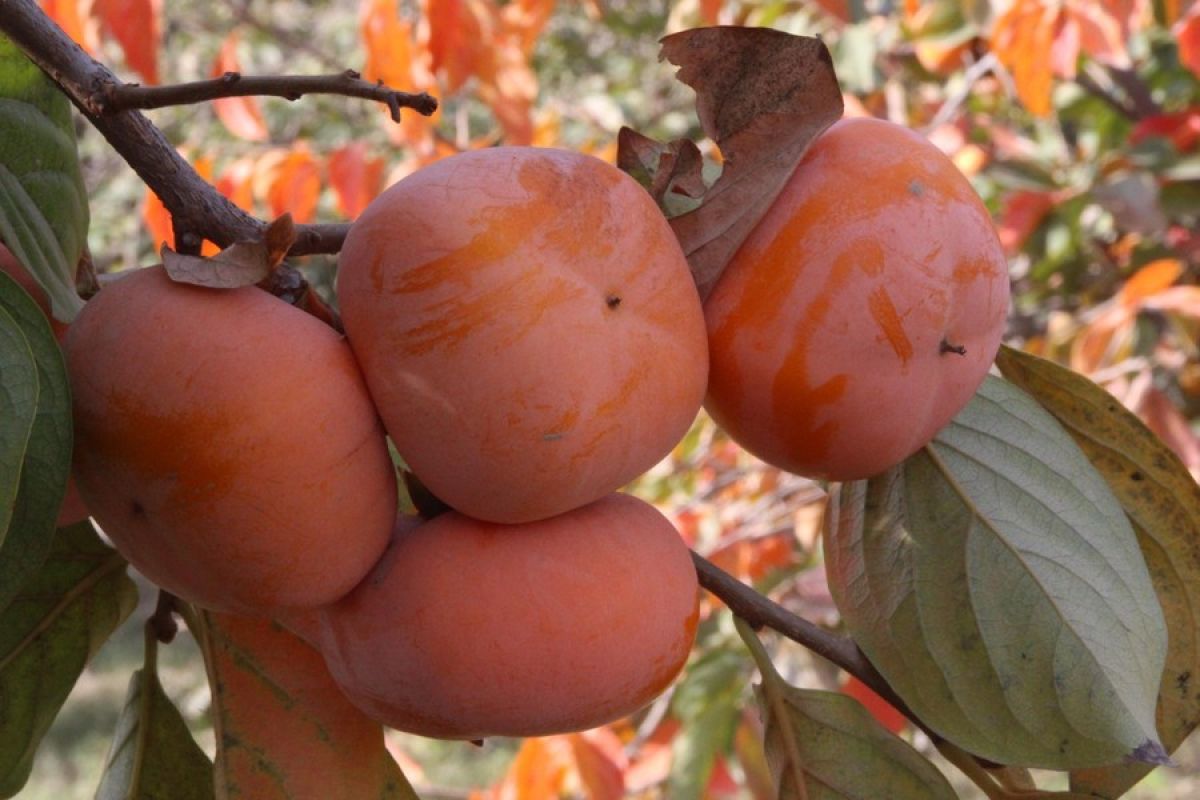 Benefits of persimmon fruit for body health