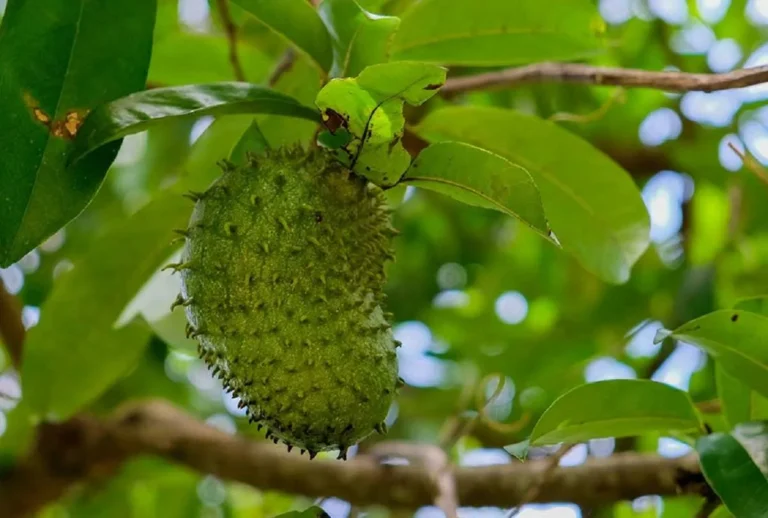 Benefits of soursop fruit for body health