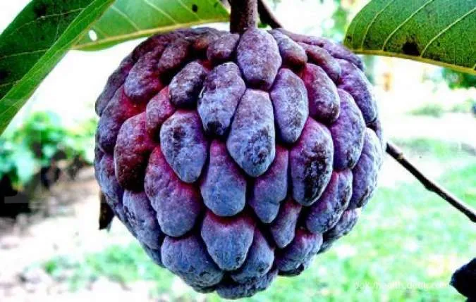 bennefits of nona fruit for body health