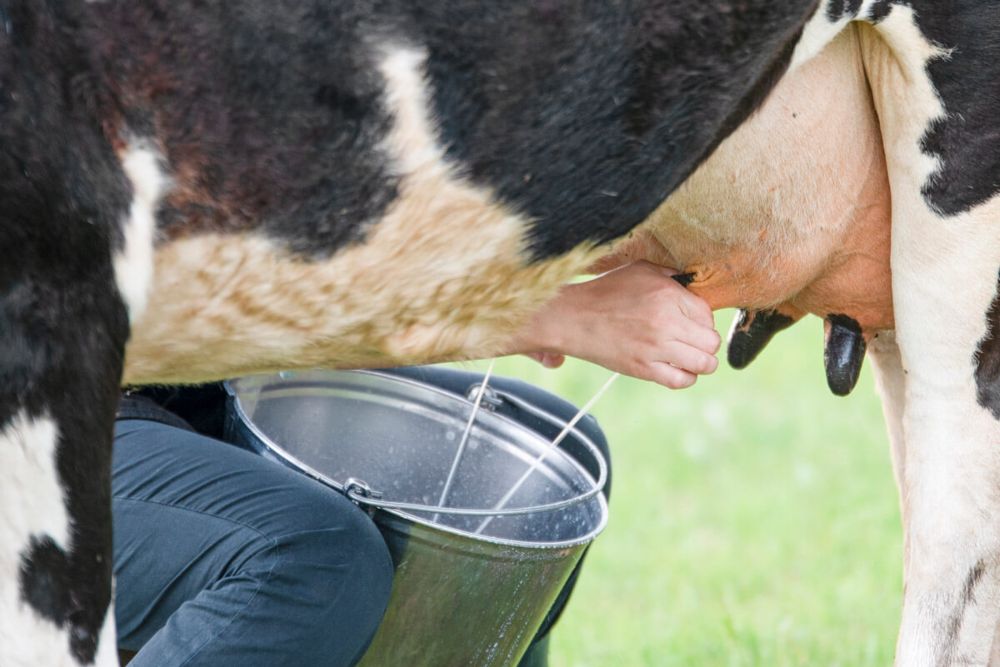 Kenali Risiko Susu Formula, Alergi, dan Cara Kembali ke ASI Eksklusif