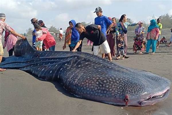 Peristiwa Hiu Tutul Terdampar Di Pantai Sulawesi Selatan